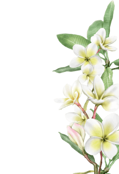 Wedding invitation with plumeria flowers illustration png