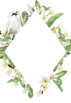 Wedding invitation with plumeria flowers illustration png