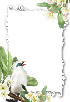 Wedding invitation with plumeria flowers illustration png