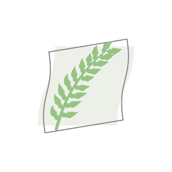 Aesthetic Leaf Organic Blobs Shape png