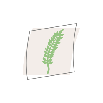 Aesthetic Leaf Organic Blobs Shape png