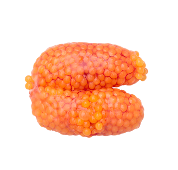 Fresh orange caviar fish roe isolated on white background with clipping path in png file format, Concept of healthy eating