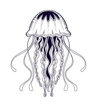 jellyfish sea icon vector