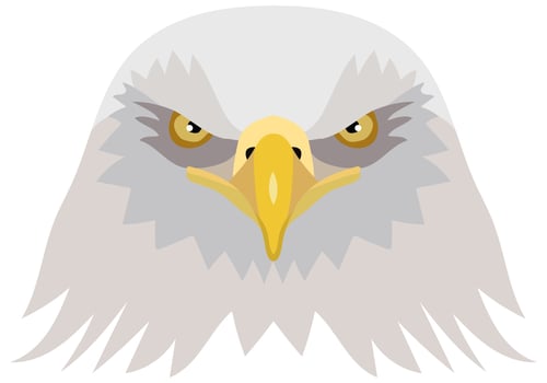Vector illustration of the head of an American bald eagle. foreground. Vector graphics isolated on white background
