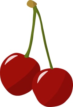 Freshly fruit cherry vector
