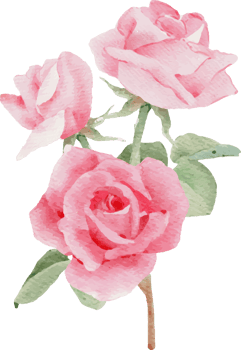 watercolor pink rose flower bouquet for valentines day png