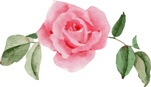 watercolor pink rose flower bouquet for valentines day png