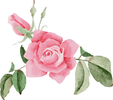 watercolor pink rose flower bouquet for valentines day png