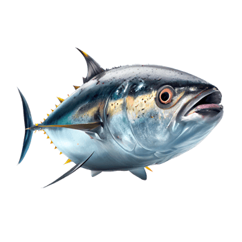 tuna on a transparent background png