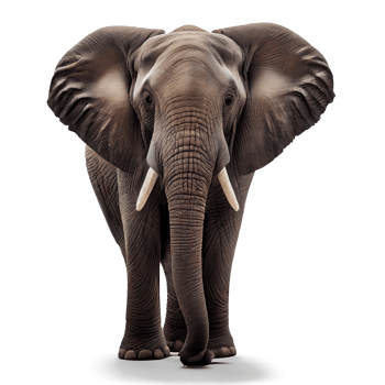 straight face of elephant on transparent background png