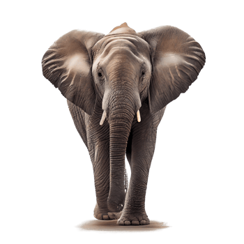 straight face of elephant on transparent background png