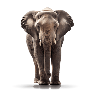 straight face of elephant on transparent background png