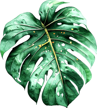 Green Watercolor Natural Monstera Leaf png