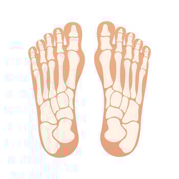 Bottom of foot with bones isolated vector illustration graphic