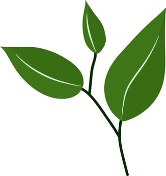 Beautiful green leaf vector
