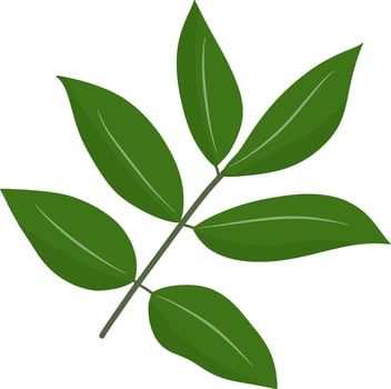 Beautiful green leaf vector