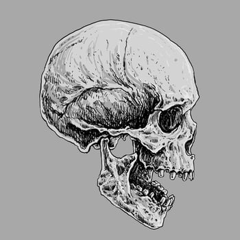 Human Skull Bones Drawing Illustration vector
