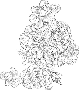 Bouquet of carnation flower, dianthus-caryophyllus,  hand drawn pencil sketch coloring page and book for adults isolated on white background floral element tattooing, illustration ink art. vector