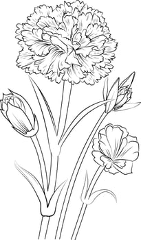 Blossom carnation flowers and branch vector illustration. hand Drawing vector illustration for the coloring book or page Black and white engraved ink art, for kids or adults.