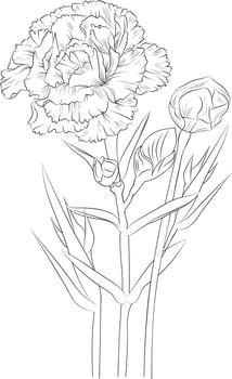 Sketch of carnation flower illustration hand-drawn botanical leaf buds isolated on white, spring flower and ink art style, botanical garden element. vector