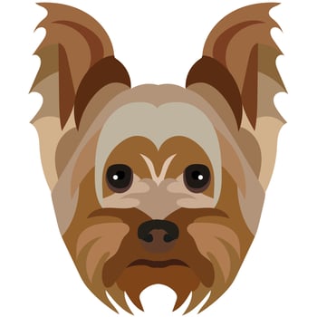 The face of a Yorkshire terrier. Vector portrait of a dog head isolated on white background.