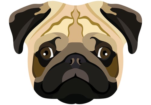 Pug face. Vector portrait of a dog head isolated on white background.