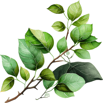 Green Watercolor Painting Natural Leaves Branch png