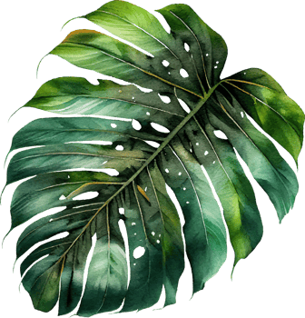 Green natural Watercolor Monstera Leaf png