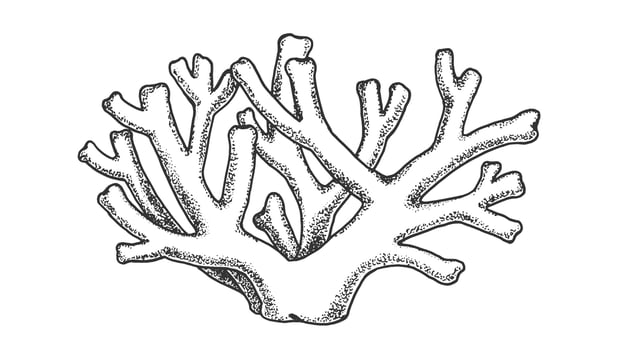 Oceanic Seabed Reef Skeletal Coral Vintage Vector