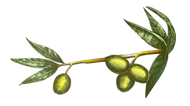 Color Cosmetic Ingredient Olive Branch Vintage Vector
