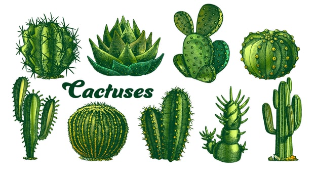 Color Desert Plants Cactus Set Vintage Vector