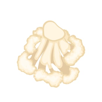 cauliflower white cartoon vector illustration