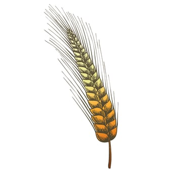 Color Designed Agriculture Grain Rye Ear Spike Vector