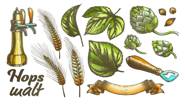 Color Hop Leaves Barley Wheat Rye Ear Opener Set Vector