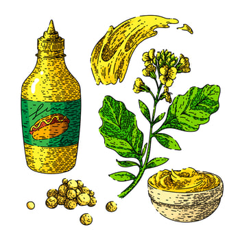 mustard sauce food set sketch hand drawn vector