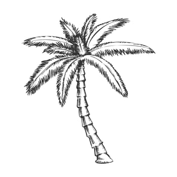 Ribbon Fan Palm Tropical Tree Monochrome Vector