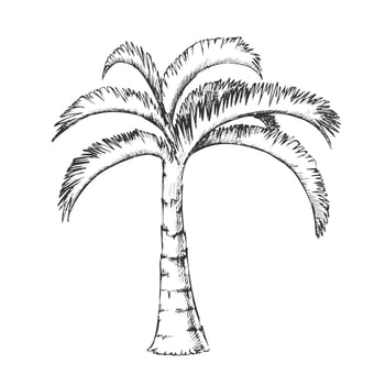 Palm Jamaican Coconut Tropical Tree Ink Vector