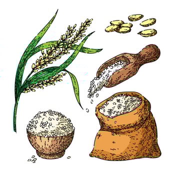 rice grain set sketch hand drawn vector