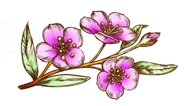 Sakura Oriental Fruit Garden Tree Color Vector