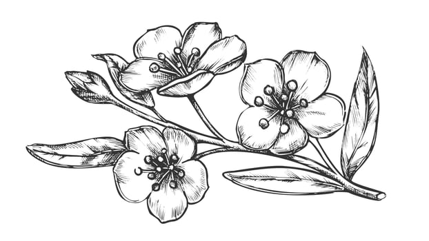 Sakura Oriental Fruit Garden Tree Vintage Vector