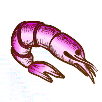 Shrimp Delicious Sea Animal Color Vector