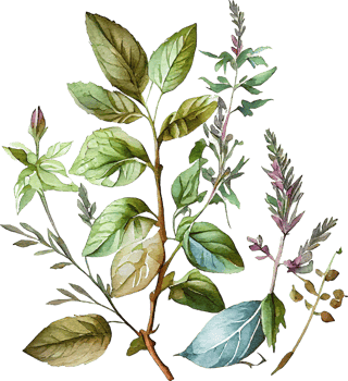 Green Watercolor Natural Plant Herb Set png