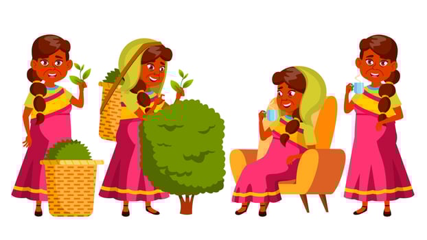 Indian Old Woman Poses Set Vector. Elderly People. Gathering Tea, Production. Natural, Delicious. Beautiful Retiree. Life. Presentation, Print, Invitation Design. Isolated Cartoon Illustration vector