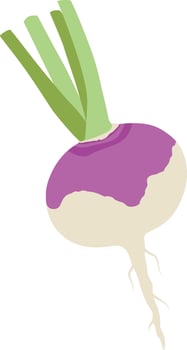 Turnip vector illustration