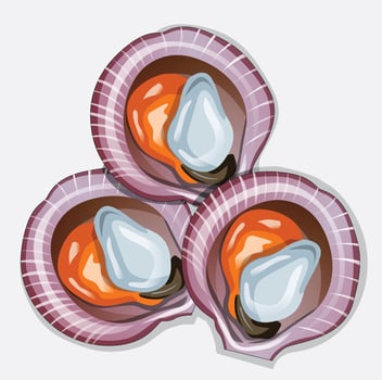 Vector illustration scallops in a plate