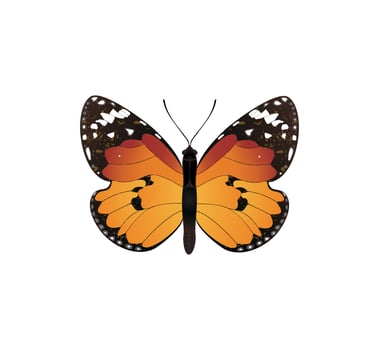 Butterflies for design. A vector illustration