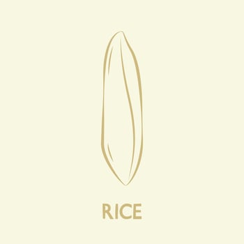 Rice vector. rice symbol. rice logo design. vector