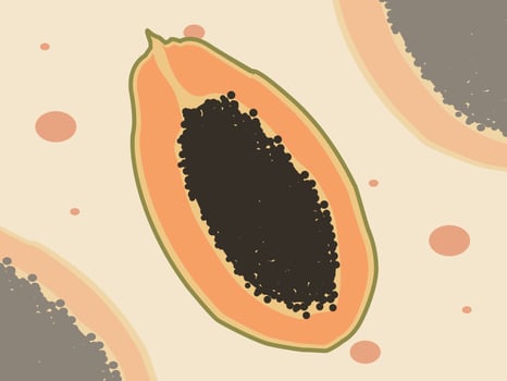 Summer Tropical Fruits Papaya Slice vector