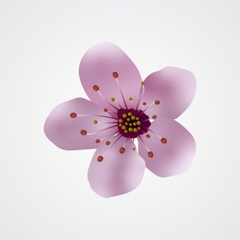 Cherry blossom illustration pink sakura on white isolated background vector