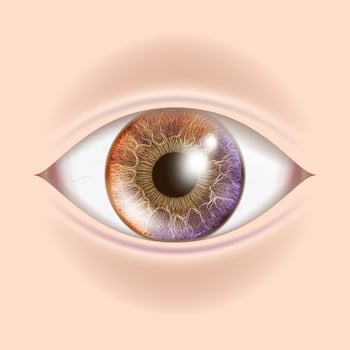 Human Eye Vector. Optometrist Check. Organ Test. Realistic Anatomy Illustration vector